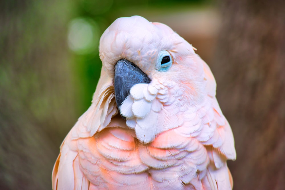 pequeño pájaro picudo fotografía de primer plano