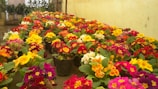 Rows of vibrant potted flowers with large green leaves are lined up in a greenhouse setting. The flowers display a range of colors including red, yellow, pink, and orange, creating a lively and colorful scene. Potted plants can be seen in the background, adding depth to the image.