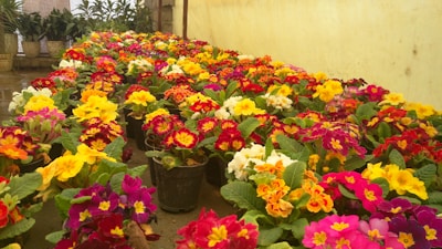 Rows of vibrant potted flowers with large green leaves are lined up in a greenhouse setting. The flowers display a range of colors including red, yellow, pink, and orange, creating a lively and colorful scene. Potted plants can be seen in the background, adding depth to the image.