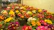 Rows of vibrant potted flowers with large green leaves are lined up in a greenhouse setting. The flowers display a range of colors including red, yellow, pink, and orange, creating a lively and colorful scene. Potted plants can be seen in the background, adding depth to the image.