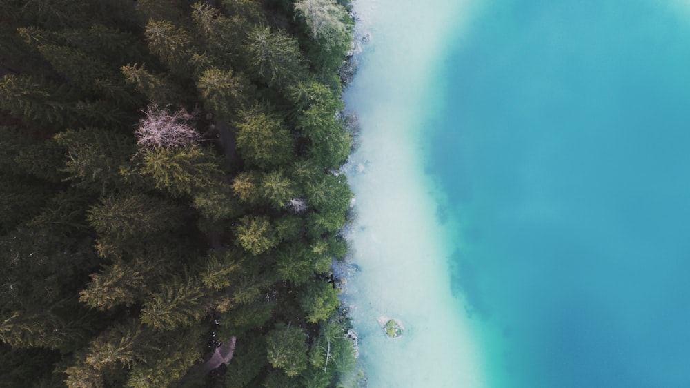 green trees in beach