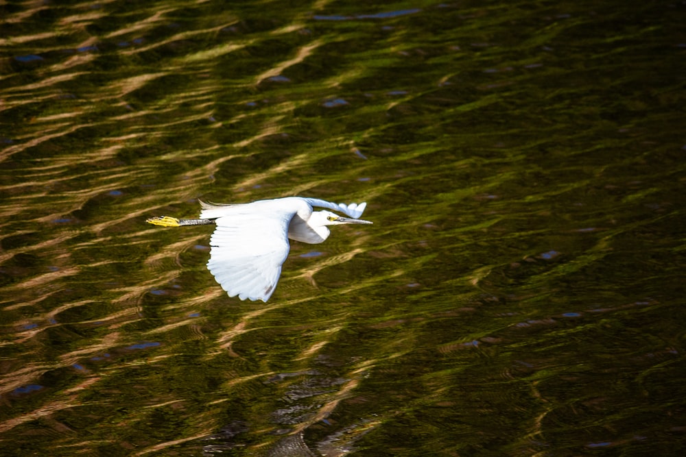 white bird flying during daytime