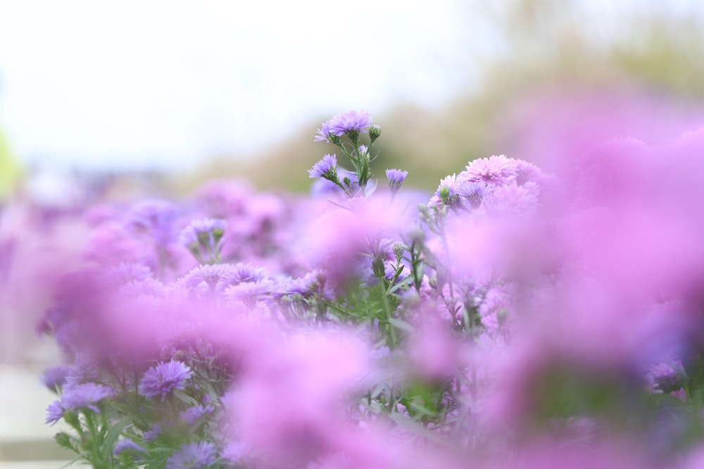 pink petaled flower plants