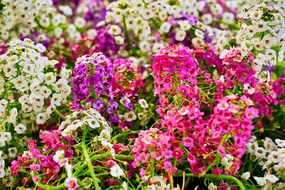 rosafarbene, violette und weißblättrige Blütenpflanzen