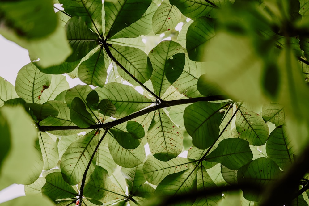 green leaf plant