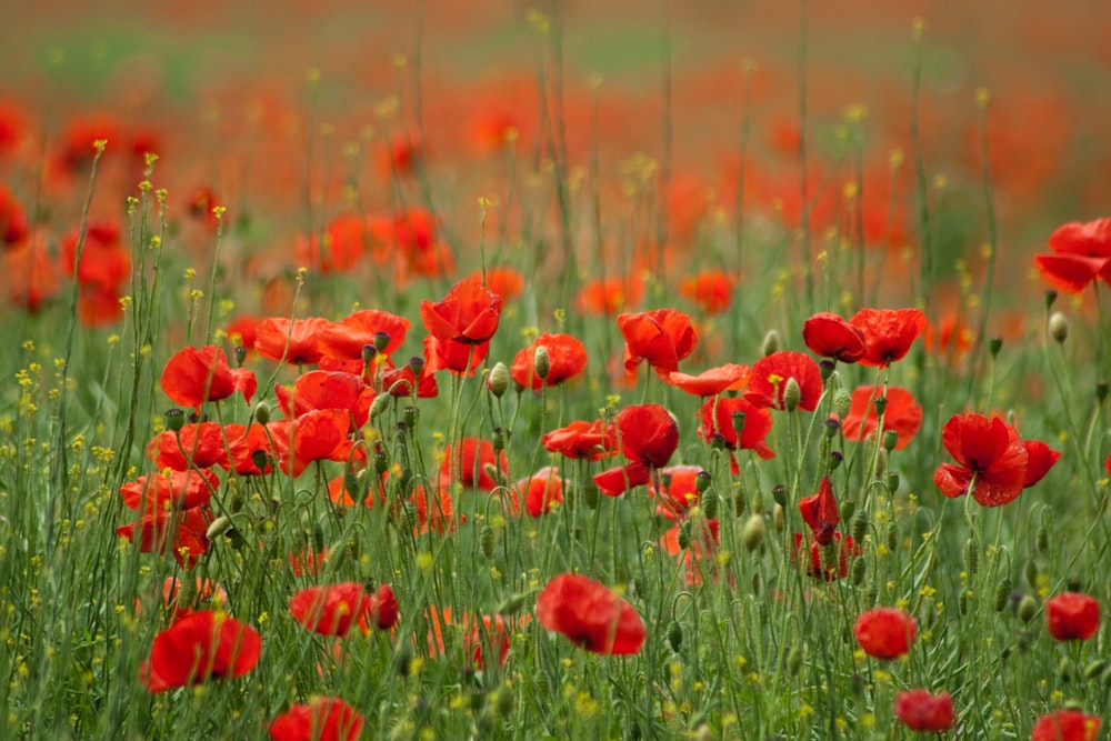 red petaled flower bloom during daytime selective focus photography