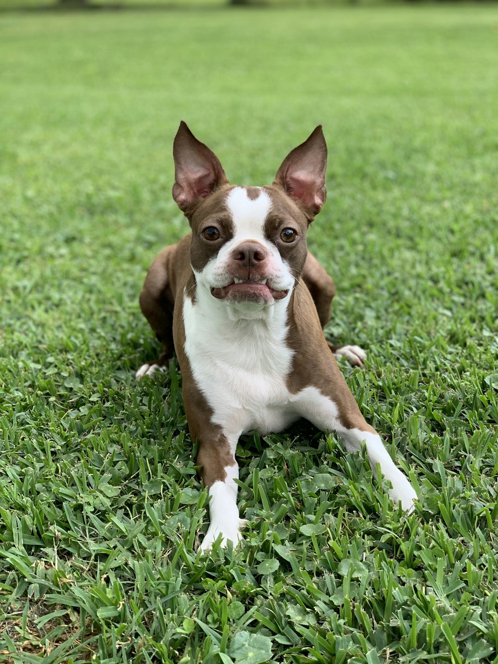 foto a fuoco superficiale di cane bianco e marrone a pelo corto