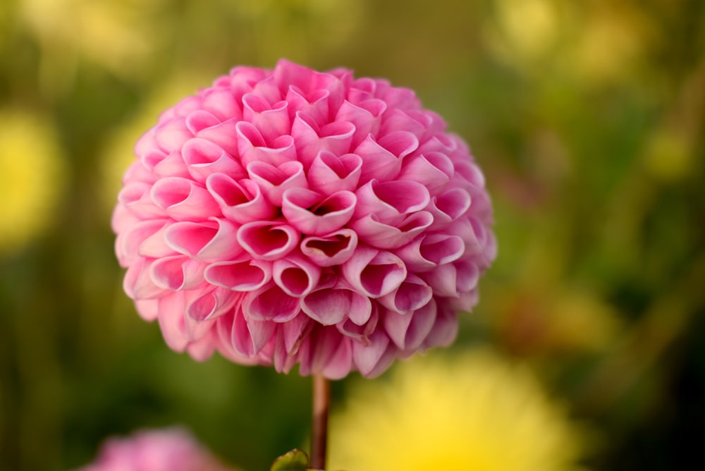 selective focus photography of pink petaled flower