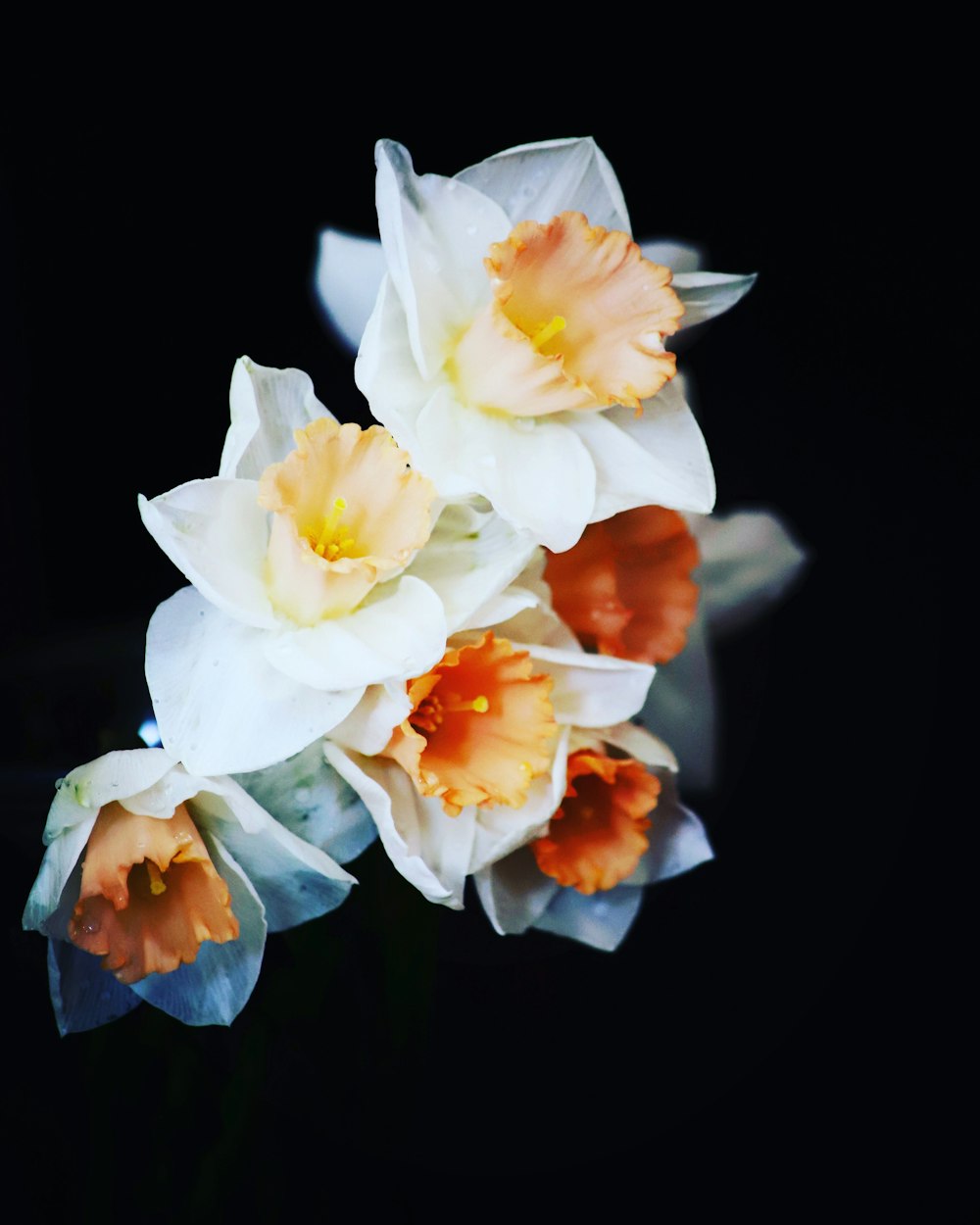 white petaled flowers