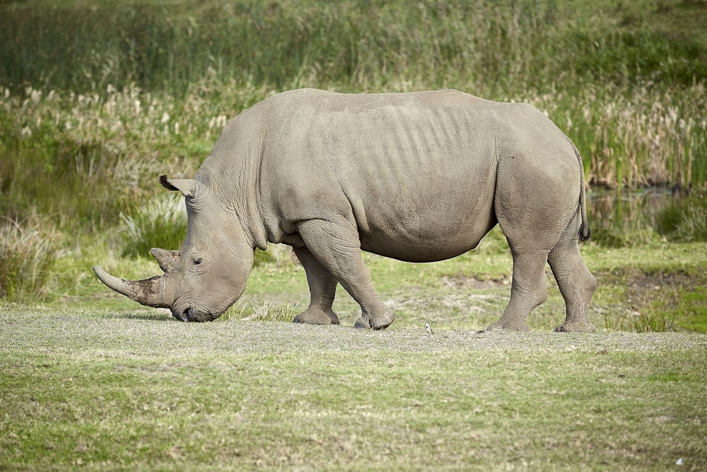 rhinocéros près de l’herbe