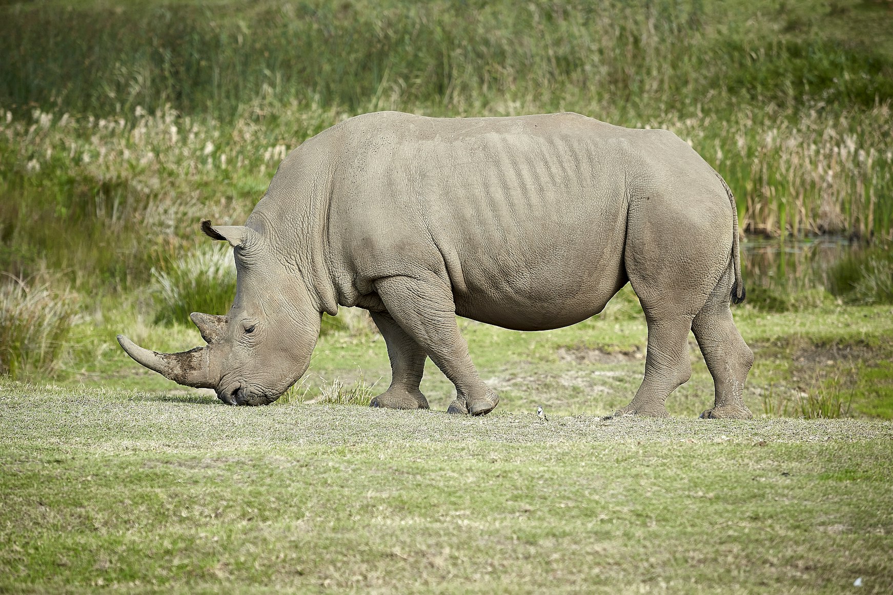 rhino standing near grass
