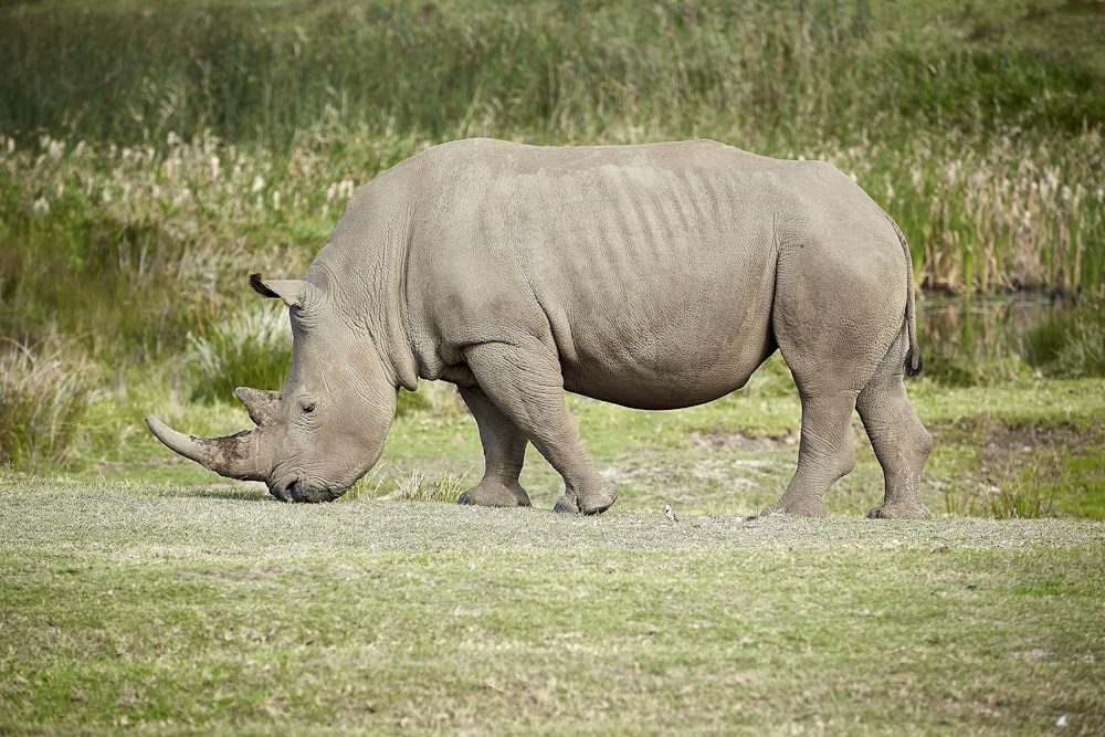 rinoceronte perto da grama