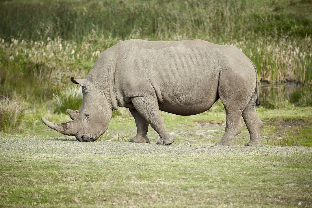 rhinocerus near grass,