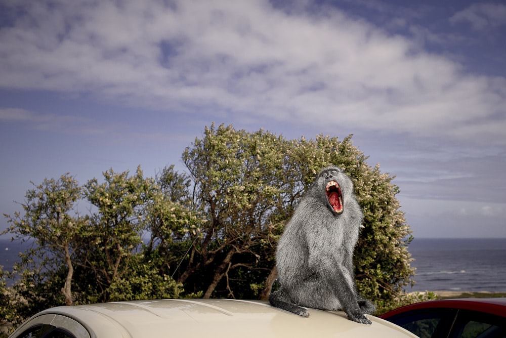 grey monkey in top of a white car during daytime