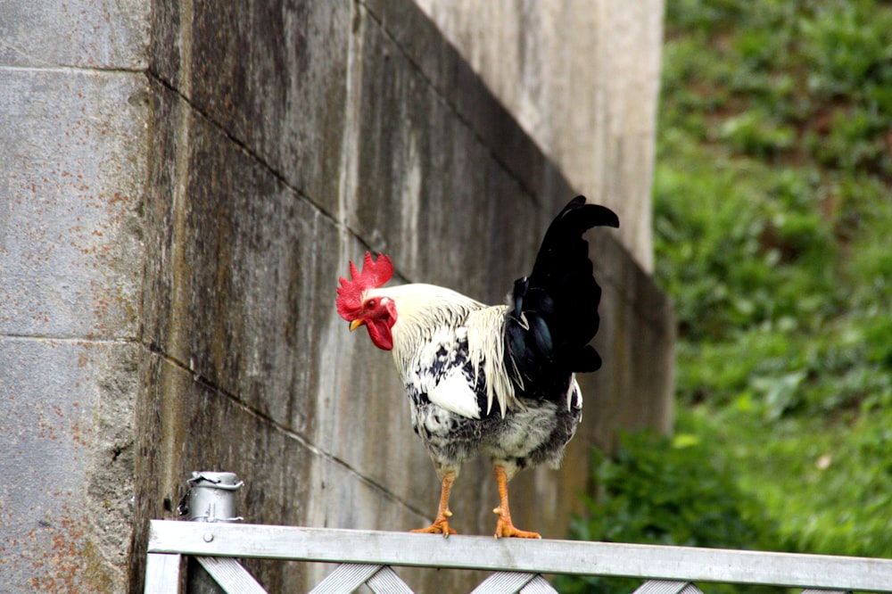 white and black rooster on fence