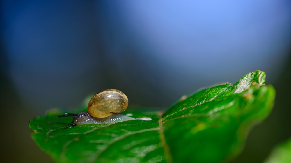 brown snail on leaf