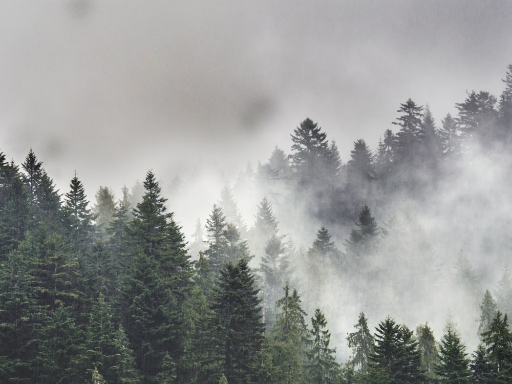 pino verde con nieblas