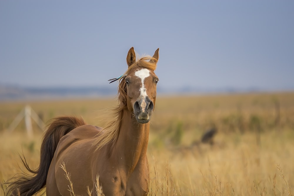 cheval brun et blanc sur le champ d’herbe orange