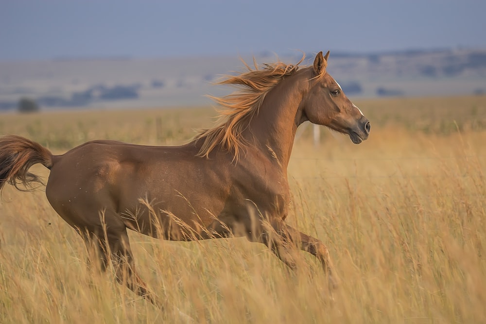 running horse