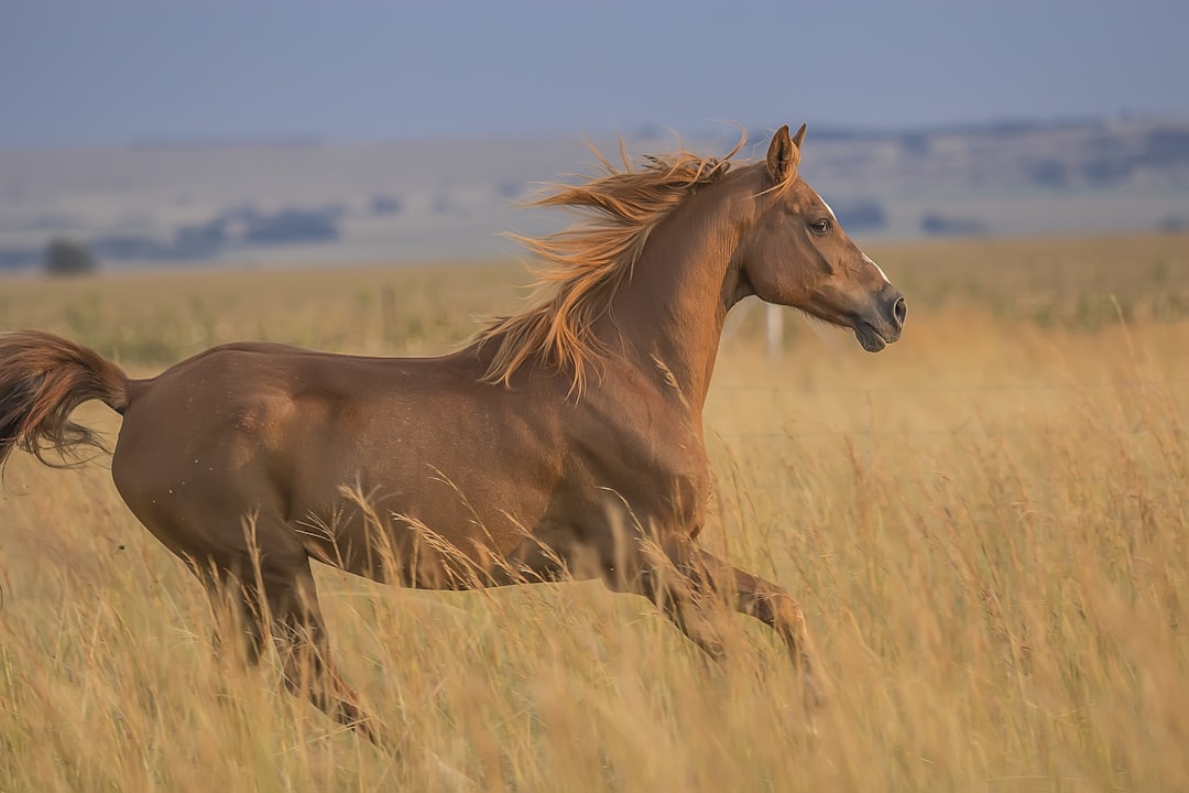 running horse,