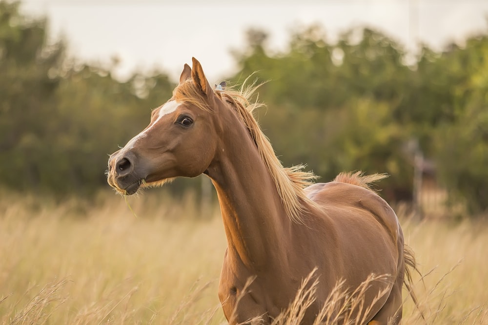 brown horse standing near grass