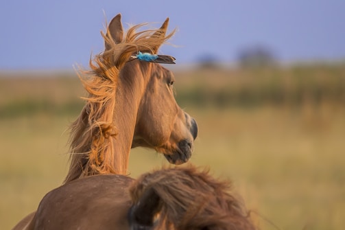 A horse with a reddish-brown mane is captured in profile, turned to the side against a blurred background of a grassland. The mane is caught in motion, with strands blowing in the wind. A blue ribbon is visible in the mane, adding a splash of color.