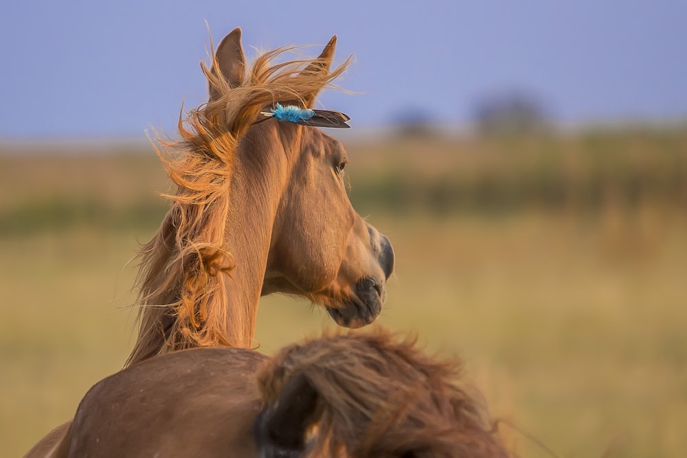 brown horse