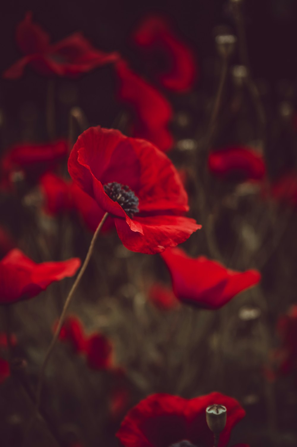 fleurs à pétales rouges