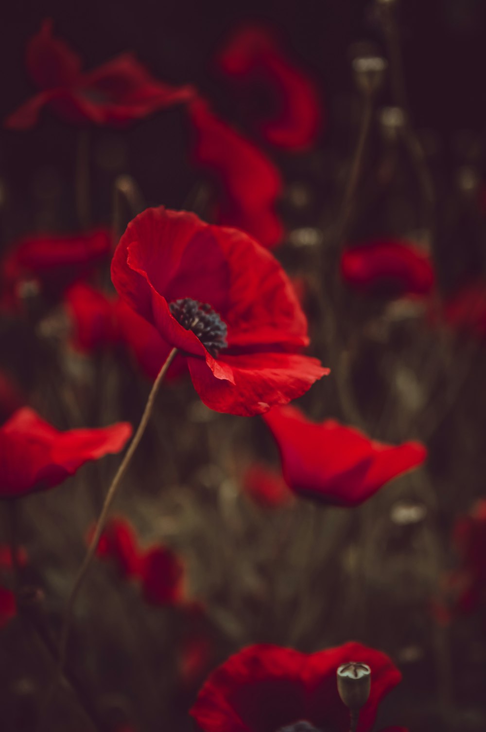 500+ Poppy Pictures [HD] | Download Free Images on Unsplash