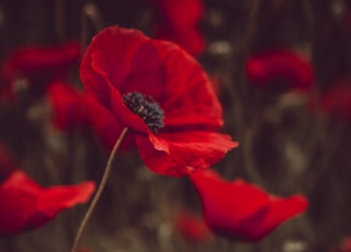 red-petaled flowers