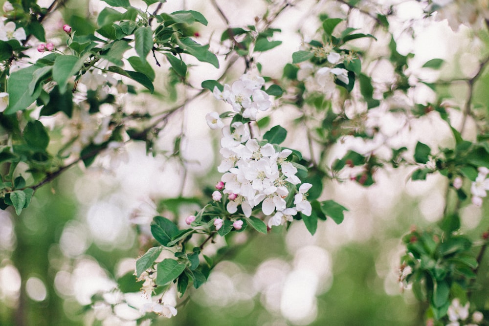 white cluster flowers