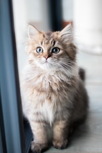 Maine Coon Yavrusu