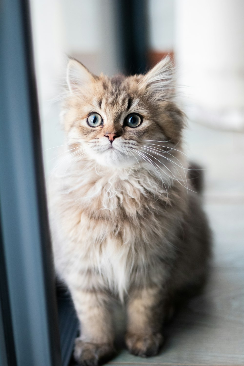 grey and brown tabby cat