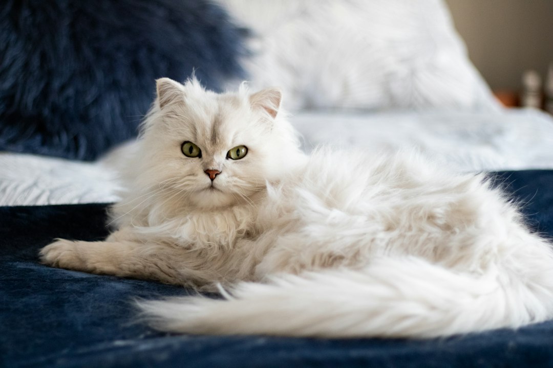 cat litter closeup