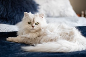 A fluffy white cat reclines on a dark blue velvet surface, gazing directly at the viewer with striking green eyes. The background features blurred hints of a textured cushion, adding to the soft and cozy ambiance.