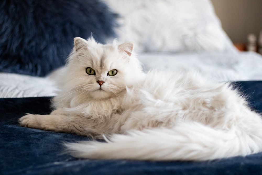 long-haired cat