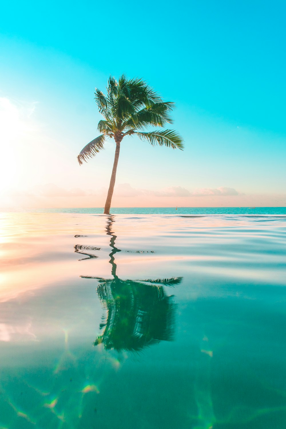 infinity pool in front coconut tree