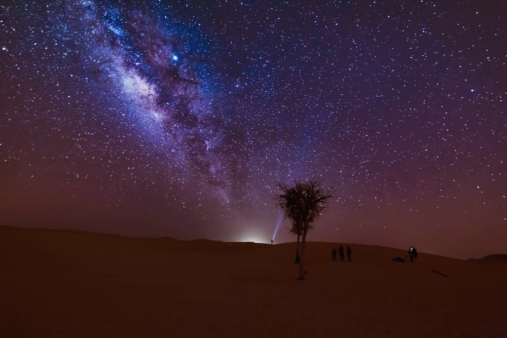 arbre sur le sable pendant l’heure dorée