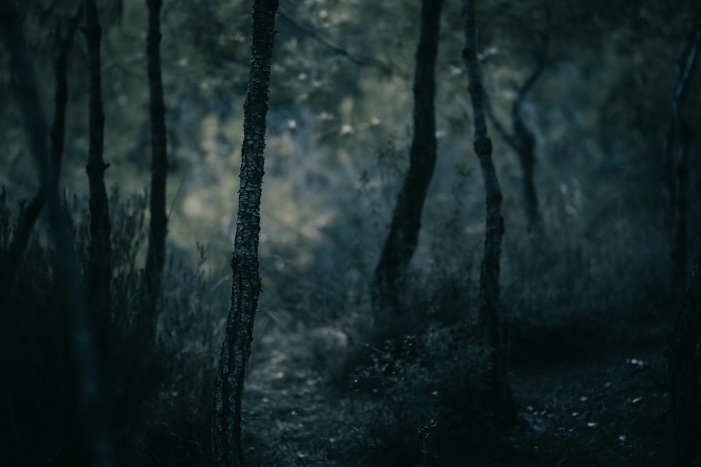 forest at night