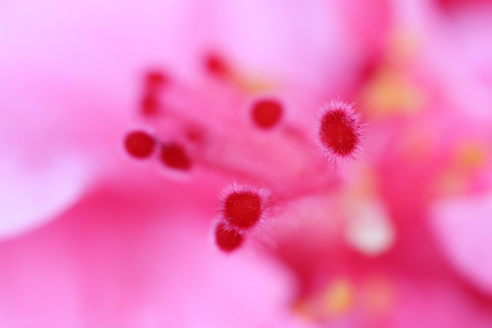 a close up view of a pink flower