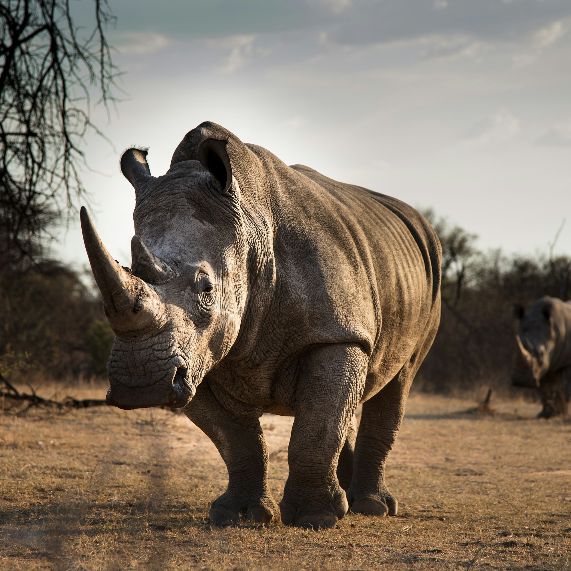 White Rhinos in the South African veld