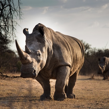 wildlife photography,how to photograph white rhinos in the south african veld; adult rhinosaurus