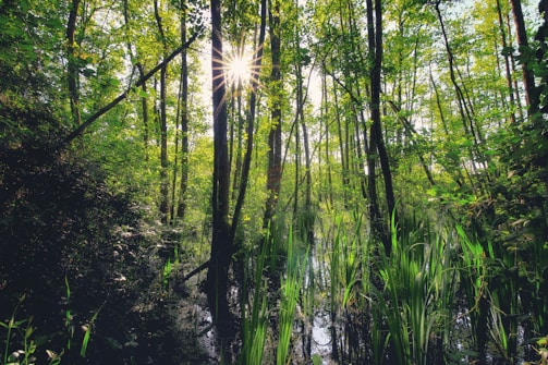 Sunlight filters through the dense canopy of a lush green forest, highlighting the tall trees and thick undergrowth. The ground appears partially submerged, suggesting a marshy environment with tall grasses and reeds.