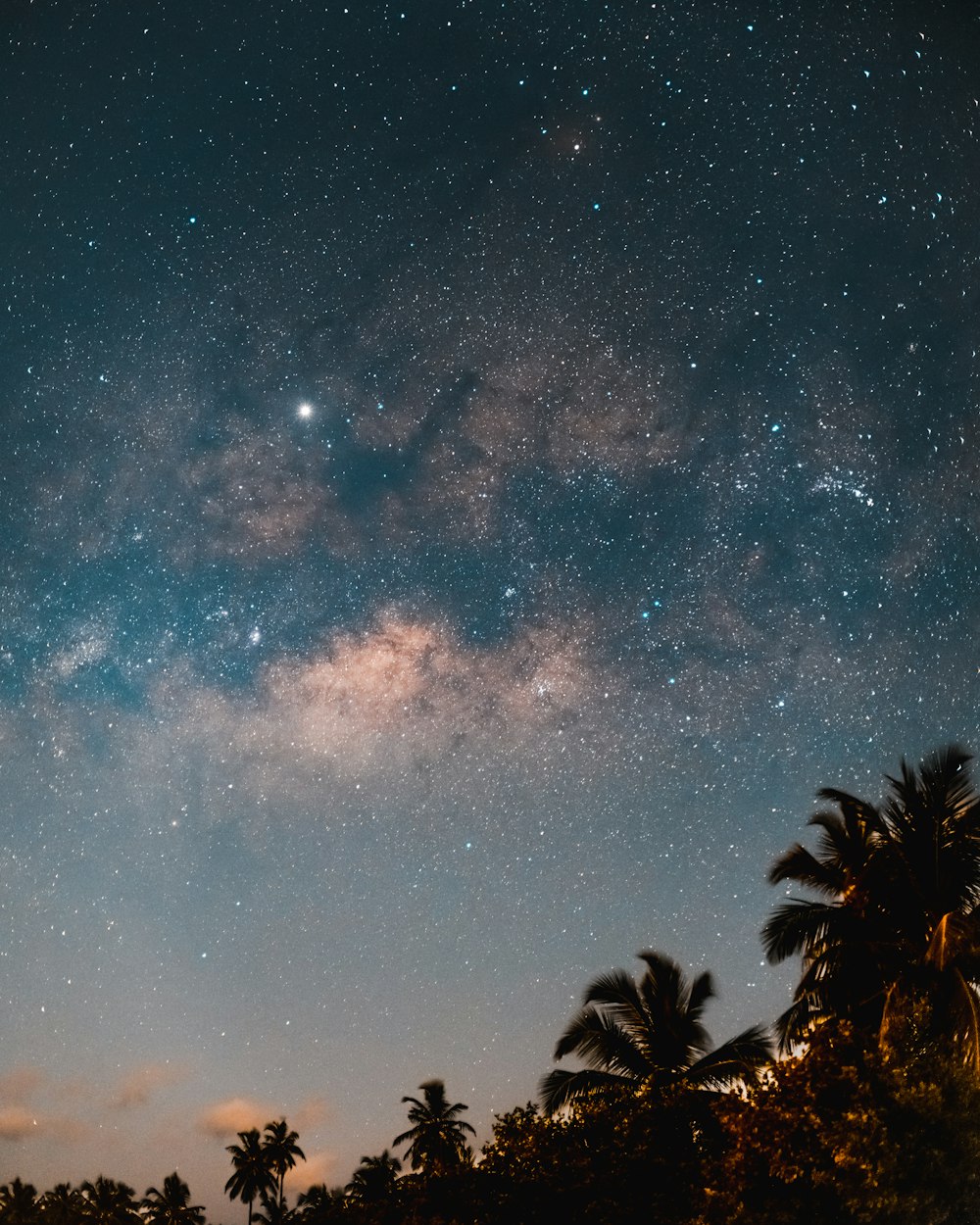 trees under dark sky