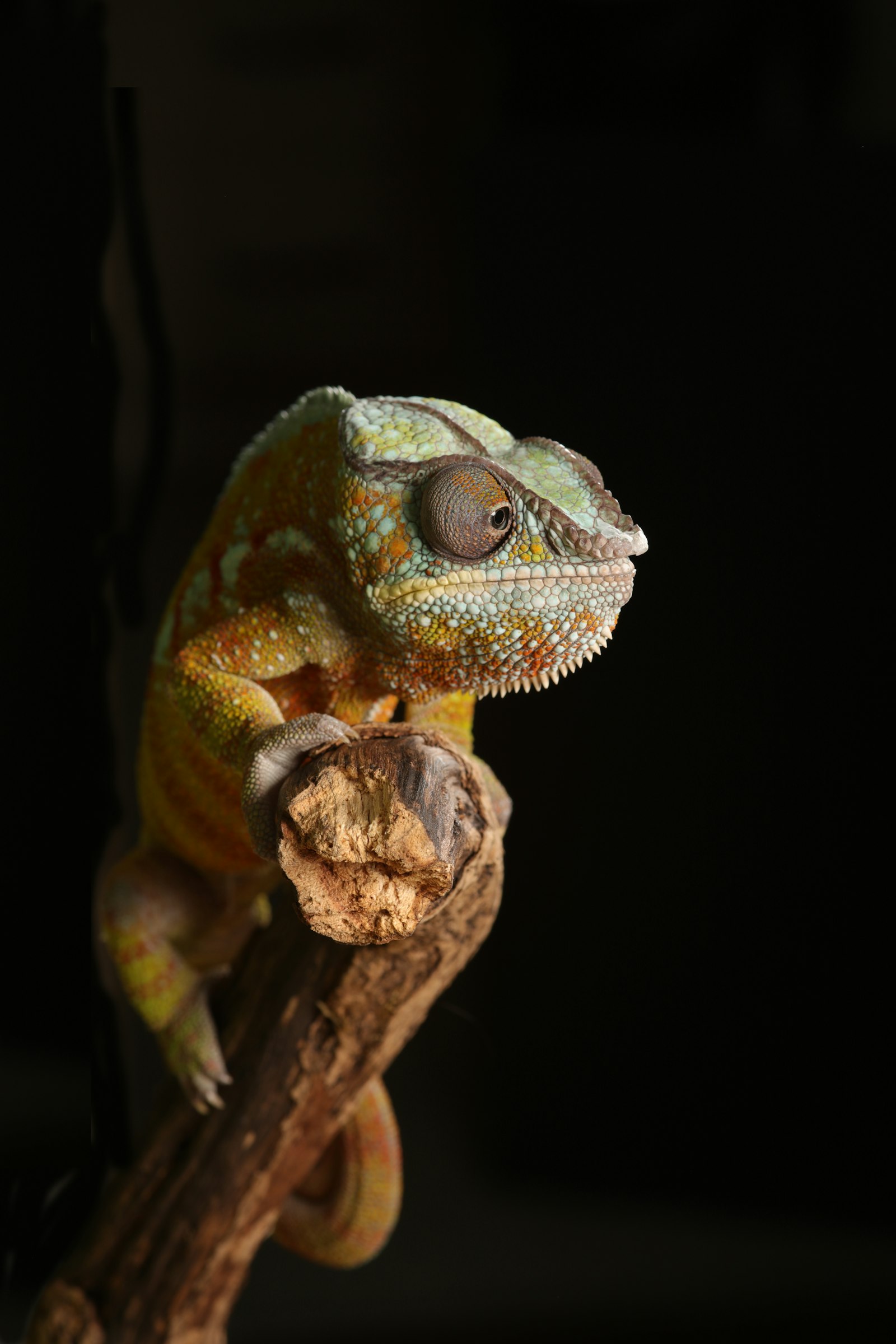 Canon EOS 5DS + Sigma 105mm F2.8 EX DG Macro sample photo. Green lizard photography