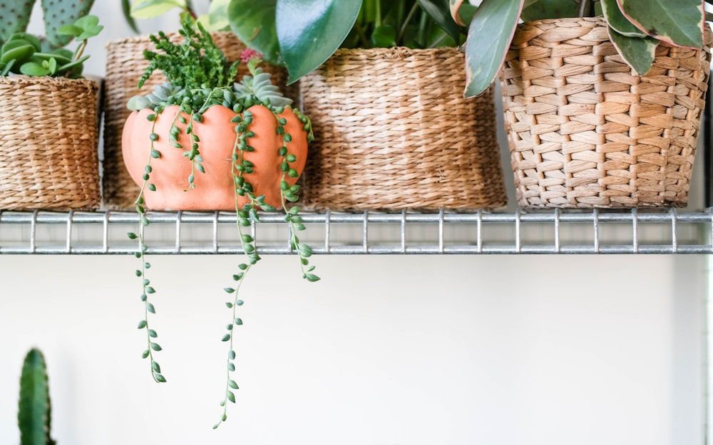 green-leafed plants in brown wicker basket