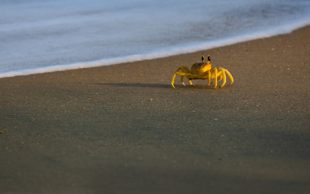granchio giallo in spiaggia