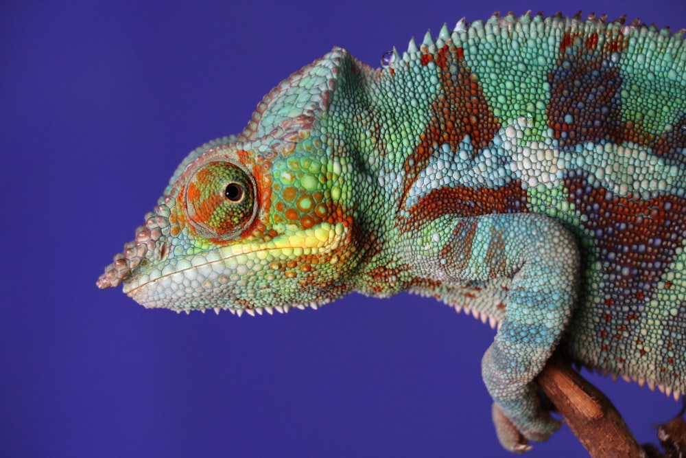 green chameleon in close-up
