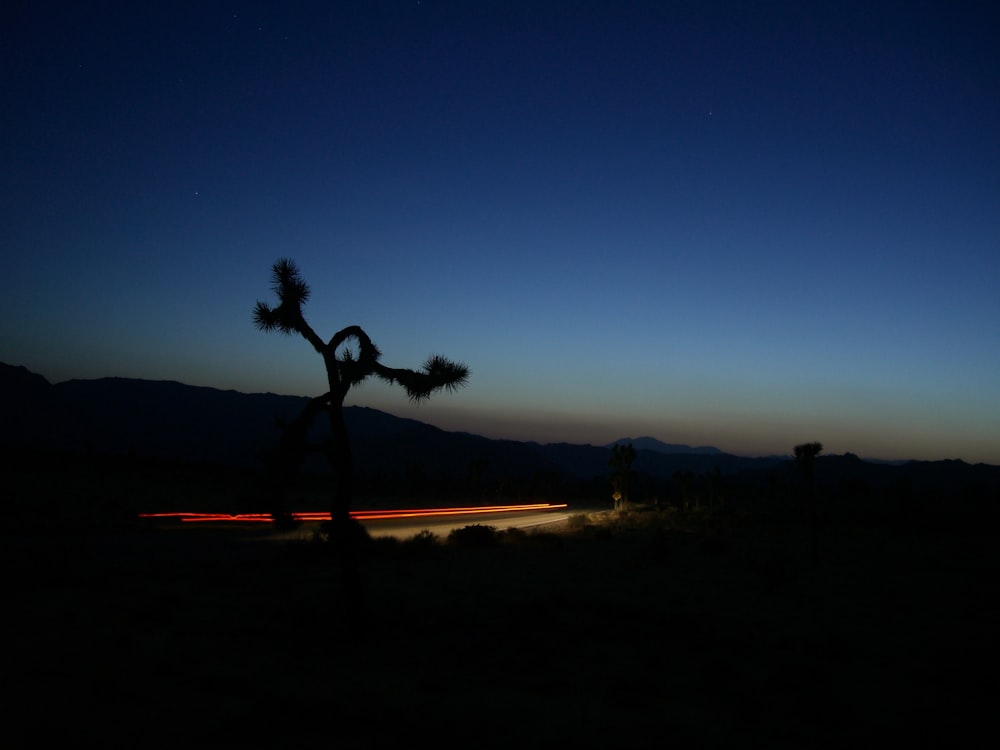 a joshua tree silhouetted against a night sky