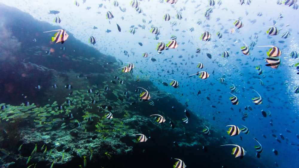 school of fish underwater